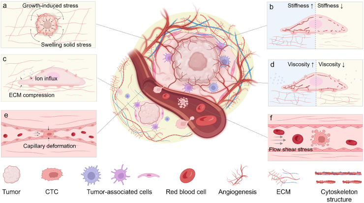 Insights into the mechanobiology of cancer metastasis via microfluidic technologies.