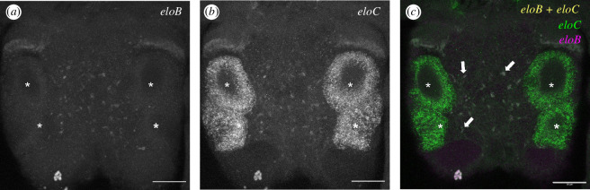 Elongation capacity of polyunsaturated fatty acids in the annelid <i>Platynereis dumerilii</i>.