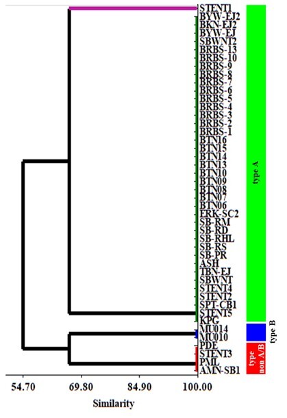 Molecular identification of new Trypanosoma evansi type non-A/B isolates from buffaloes and cattle in Indonesia.