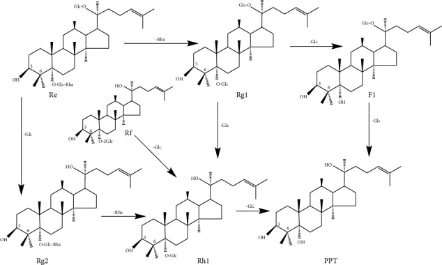 Structural Characters and Pharmacological Activity of Protopanaxadiol-Type Saponins and Protopanaxatriol-Type Saponins from Ginseng.