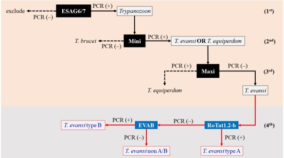 Molecular identification of new Trypanosoma evansi type non-A/B isolates from buffaloes and cattle in Indonesia.