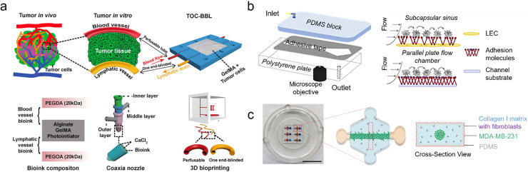 Insights into the mechanobiology of cancer metastasis via microfluidic technologies.