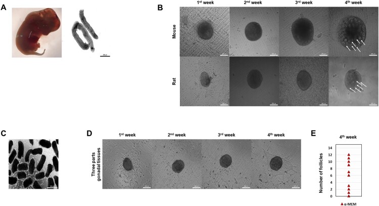 Generation of mouse and rat xenogeneic ovaries <i>in vitro</i> for production of mouse oocyte.