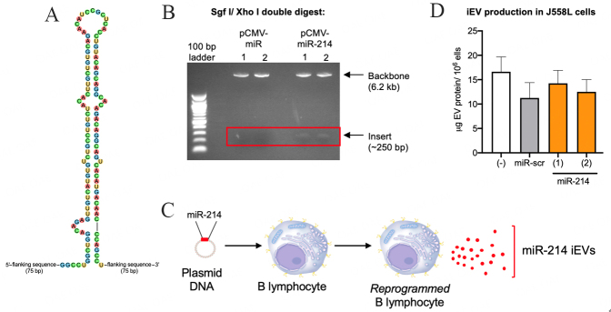 Delivery of miR-214 via extracellular vesicles downregulates <i>Xbp1</i> expression and pro-inflammatory cytokine genes in macrophages.