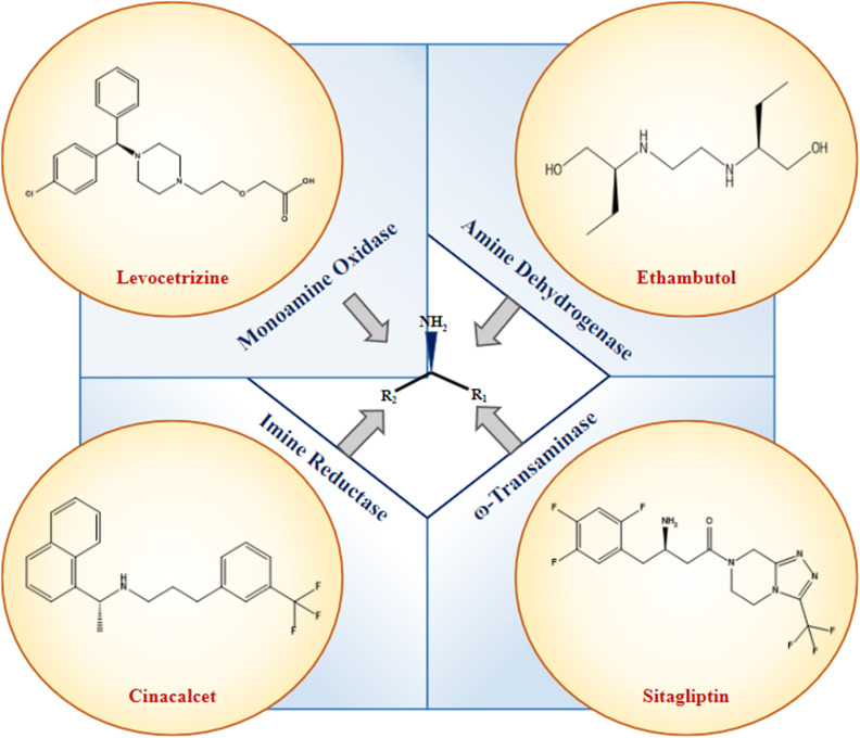 Enzymatic Routes for Chiral Amine Synthesis: Protein Engineering and Process Optimization.