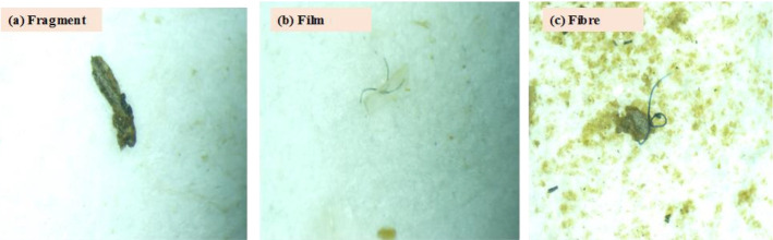 Assessment of fishes, sediment and water from some inland rivers across the six geopolitical zones in Nigeria for microplastics.