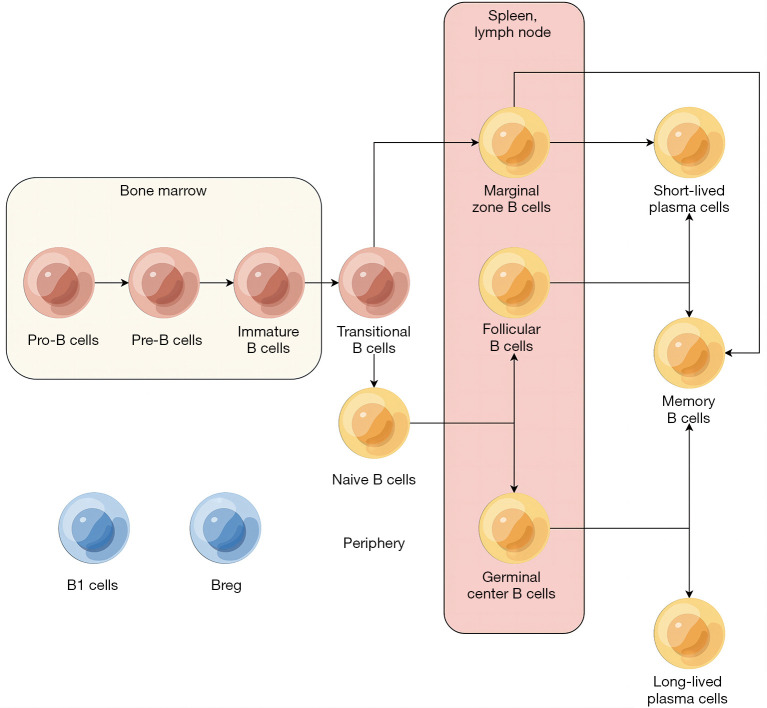B cells present a double-sided effect in digestive system tumors: a review for tumor microenvironment.