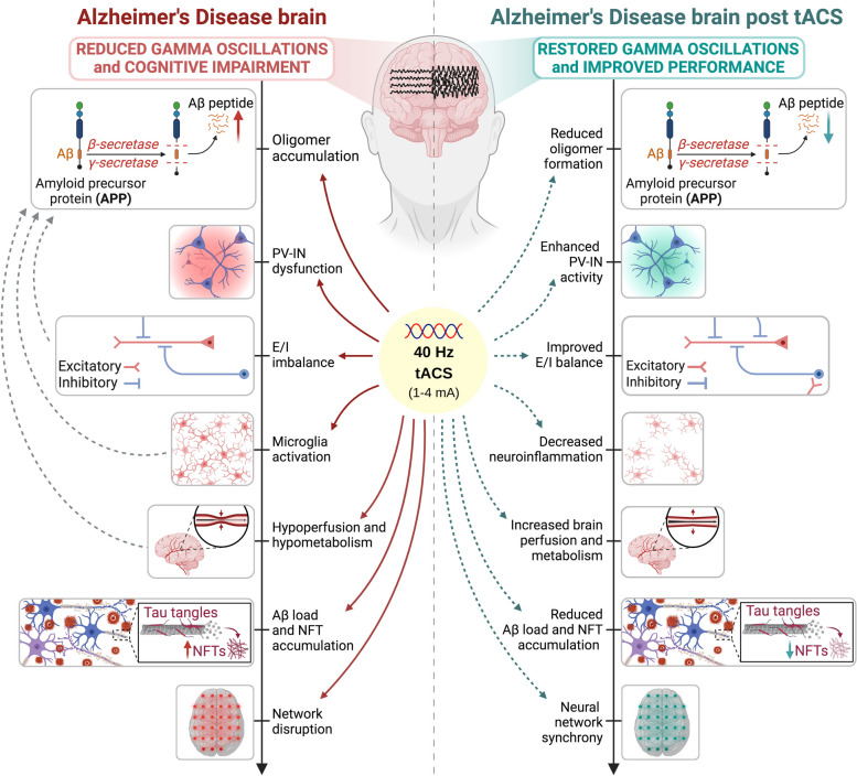 Transcranial alternating current stimulation (tACS) at gamma frequency: an up-and-coming tool to modify the progression of Alzheimer's Disease.