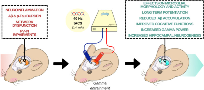 Transcranial alternating current stimulation (tACS) at gamma frequency: an up-and-coming tool to modify the progression of Alzheimer's Disease.