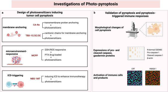 Synergistically Augmenting Cancer Immunotherapy by Physical Manipulation of Pyroptosis Induction.