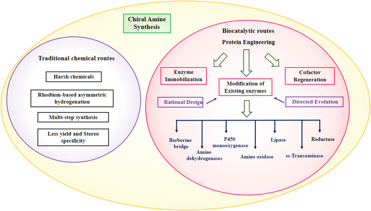 Enzymatic Routes for Chiral Amine Synthesis: Protein Engineering and Process Optimization.