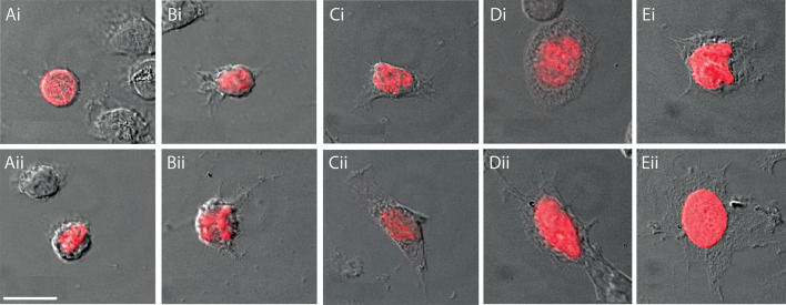 Longitudinal tracking of hemocyte populations in vivo indicates lineage relationships and supports neural progenitor identity in adult neurogenesis.