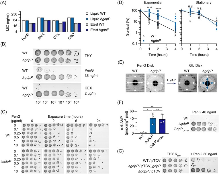 Coordinated regulation of osmotic imbalance by c-di-AMP shapes ß-lactam tolerance in Group B <i>Streptococcus</i>.