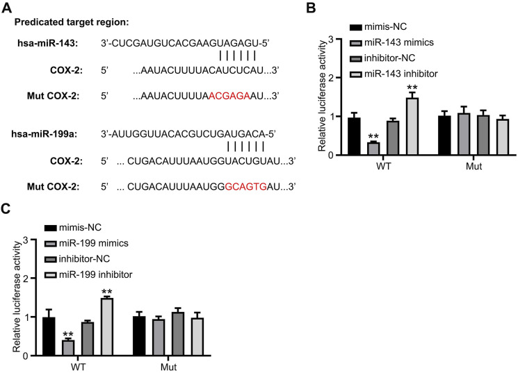 Regulation of Osteosarcoma Cell Proliferation, Migration, and Invasion by miR-143 and miR-199a Through COX-2 Targeting.
