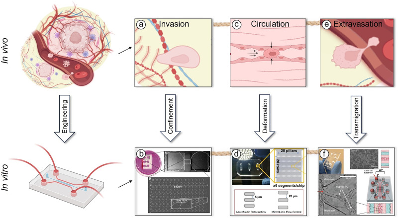 Insights into the mechanobiology of cancer metastasis via microfluidic technologies.