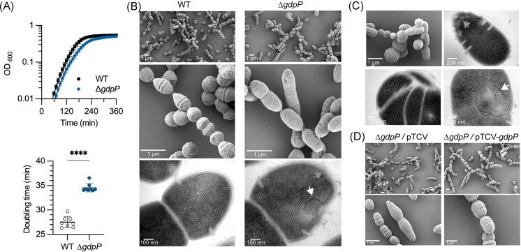 Coordinated regulation of osmotic imbalance by c-di-AMP shapes ß-lactam tolerance in Group B <i>Streptococcus</i>.