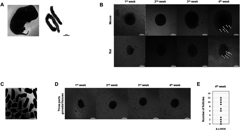 Generation of mouse and rat xenogeneic ovaries <i>in vitro</i> for production of mouse oocyte.