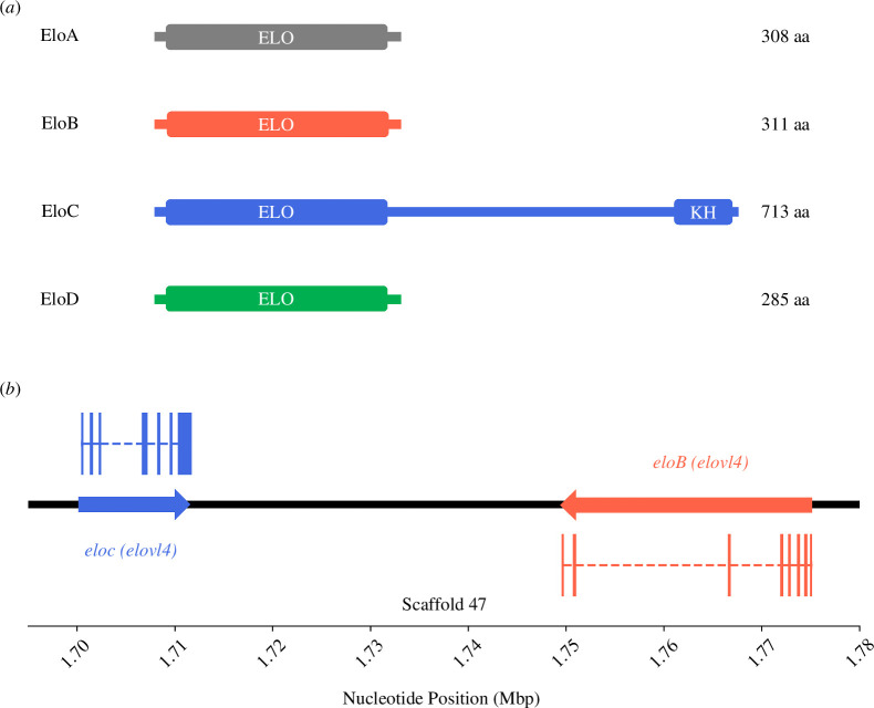 Elongation capacity of polyunsaturated fatty acids in the annelid <i>Platynereis dumerilii</i>.