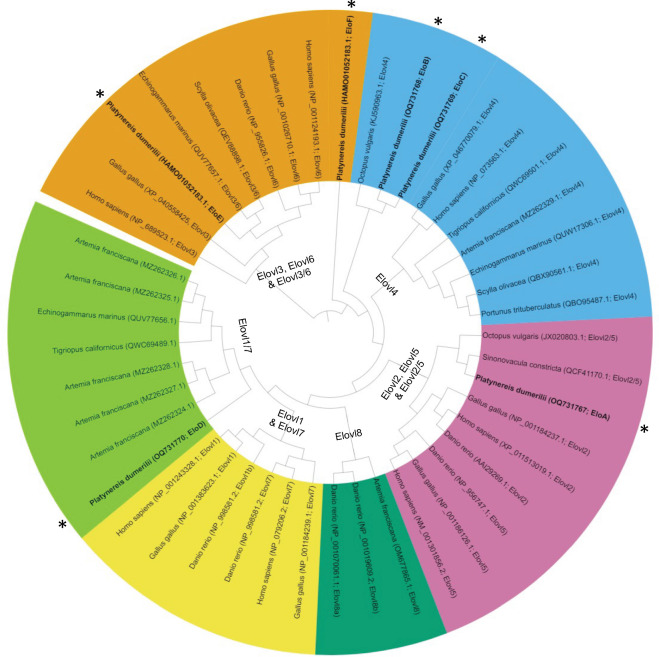 Elongation capacity of polyunsaturated fatty acids in the annelid <i>Platynereis dumerilii</i>.