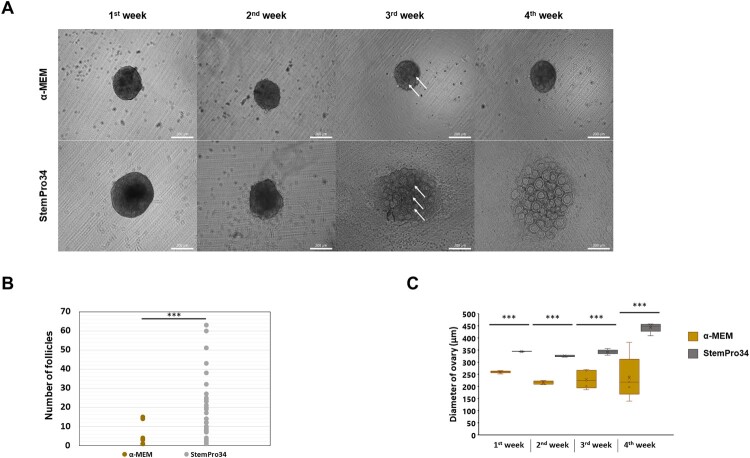 Generation of mouse and rat xenogeneic ovaries <i>in vitro</i> for production of mouse oocyte.