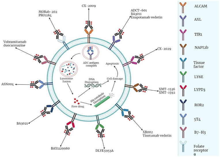 Exploring the Potential of Antibody-Drug Conjugates in Targeting Non-small Cell Lung Cancer Biomarkers.