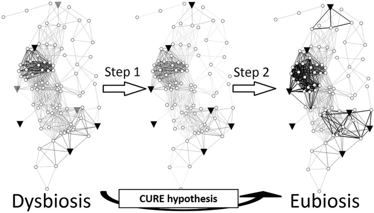 Exploring the Impact of Airway Microbiome on Asthma Morbidity: A Focus on the "Constructing a 'Eubiosis Reinstatement Therapy' for Asthma-CURE" Project.