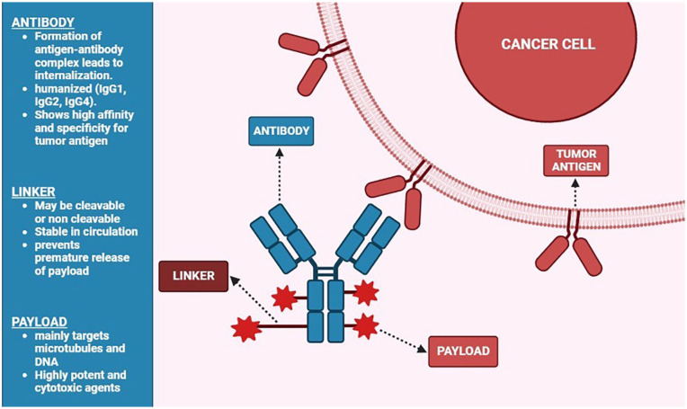 Exploring the Potential of Antibody-Drug Conjugates in Targeting Non-small Cell Lung Cancer Biomarkers.