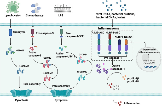 Synergistically Augmenting Cancer Immunotherapy by Physical Manipulation of Pyroptosis Induction.