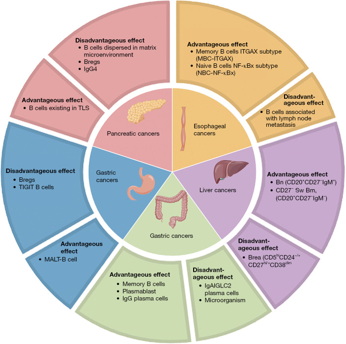 B cells present a double-sided effect in digestive system tumors: a review for tumor microenvironment.