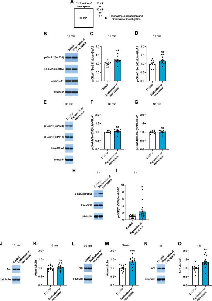 Exploration of new space elicits phosphorylation of GluA1(Ser831) and S6K and expression of Arc in the hippocampus in vivo as in long-term potentiation.