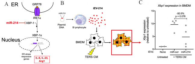 Delivery of miR-214 via extracellular vesicles downregulates <i>Xbp1</i> expression and pro-inflammatory cytokine genes in macrophages.
