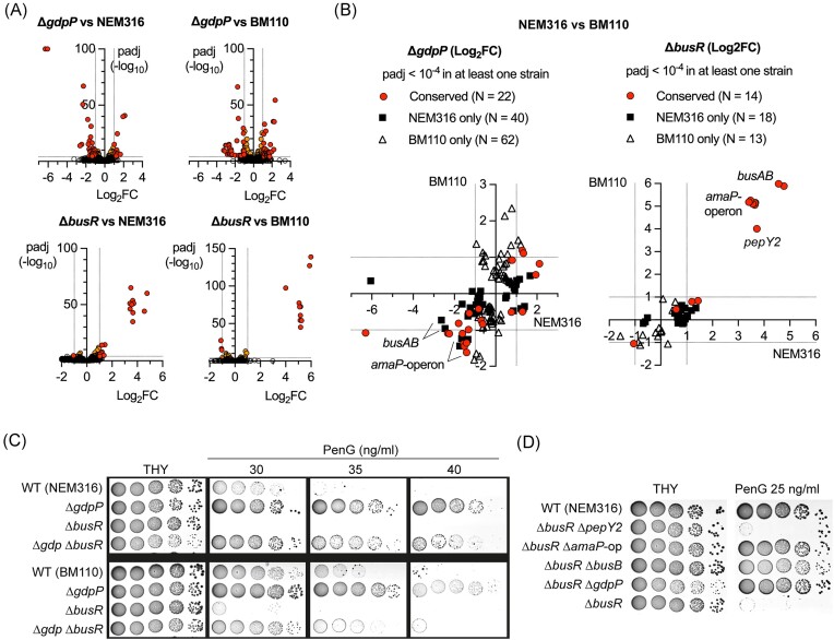 Coordinated regulation of osmotic imbalance by c-di-AMP shapes ß-lactam tolerance in Group B <i>Streptococcus</i>.