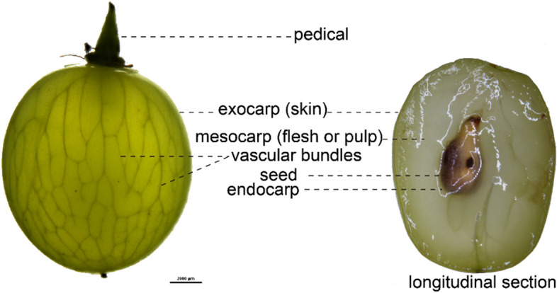From acidity to sweetness: a comprehensive review of carbon accumulation in grape berries.