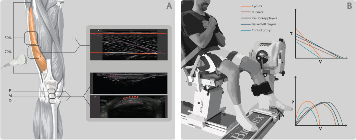 Discipline-specific Torque-Velocity Profiles and Musculotendinous Morphology in Athletes.