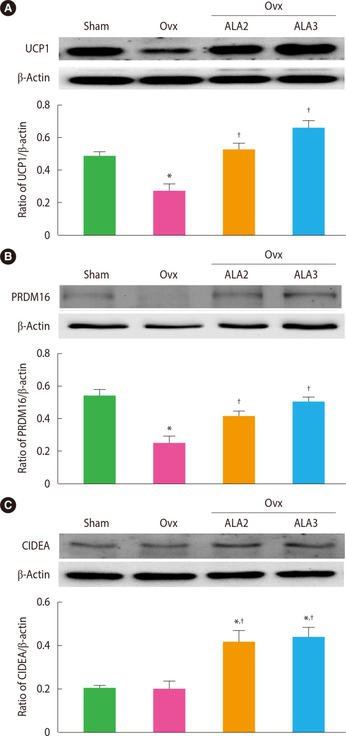 Alpha-Lipoic Acid Induces Adipose Tissue Browning through AMP-Activated Protein Kinase Signaling <i>in Vivo</i> and <i>in Vitro</i>.