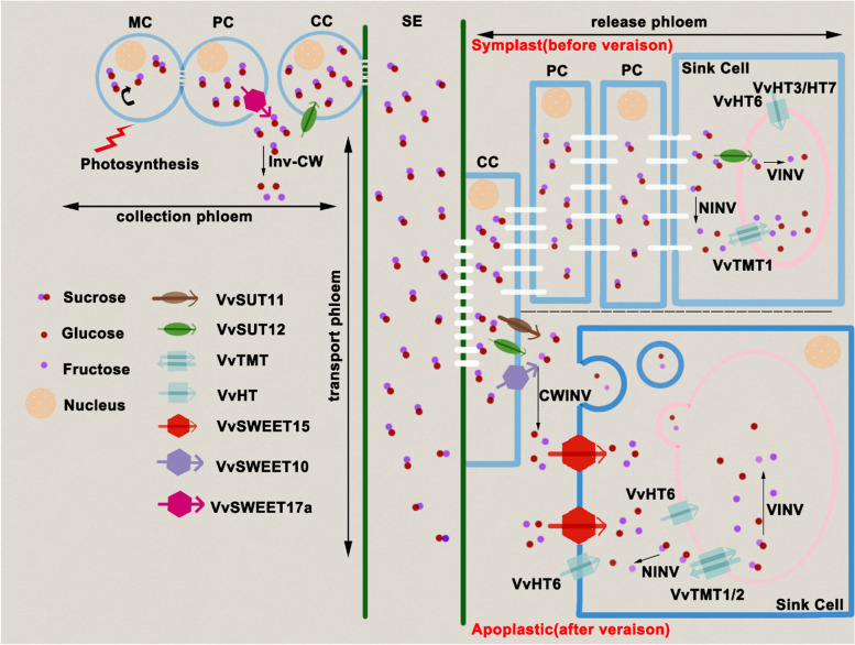 From acidity to sweetness: a comprehensive review of carbon accumulation in grape berries.
