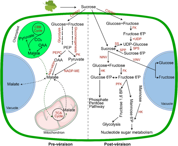 From acidity to sweetness: a comprehensive review of carbon accumulation in grape berries.