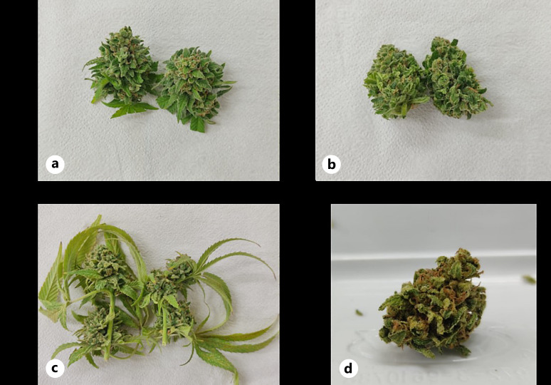 Optimization of Trimming Techniques for Enhancing Cannabinoid and Terpene Content in Medical Cannabis Inflorescences.