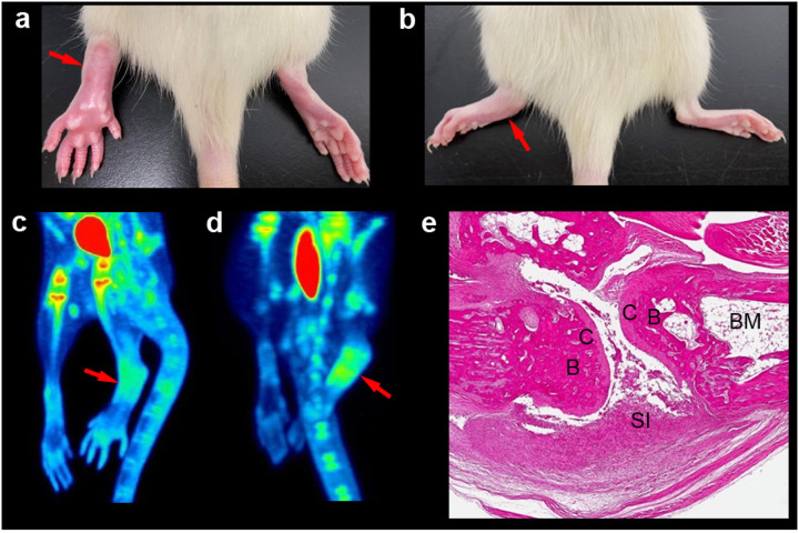 The potential utility of (2S,4R)-4-[18F] fluoroglutamine as a novel metabolic imaging marker for inflammation explored by rat models of arthritis and paw edema.