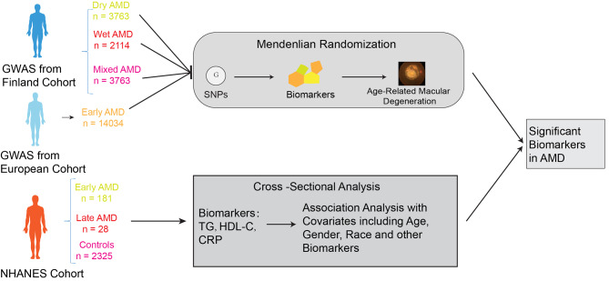 The Impact of Blood and Urine Biomarkers on Age-Related Macular Degeneration: Insights from Mendelian Randomization and Cross-sectional Study from NHANES.