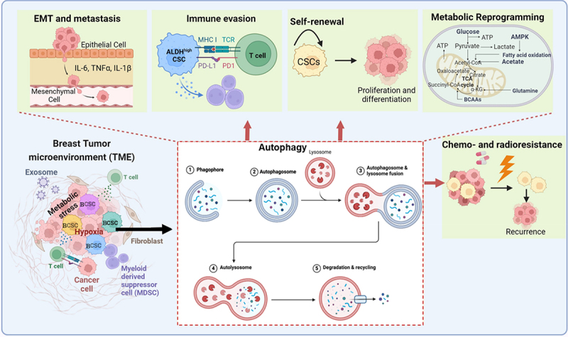 Autophagy as a Therapeutic Target in Breast Tumors: The Cancer stem cell perspective.
