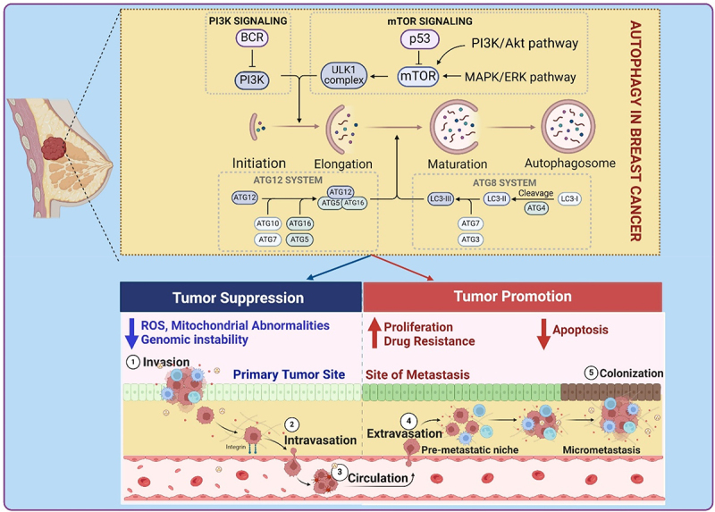 Autophagy as a Therapeutic Target in Breast Tumors: The Cancer stem cell perspective.