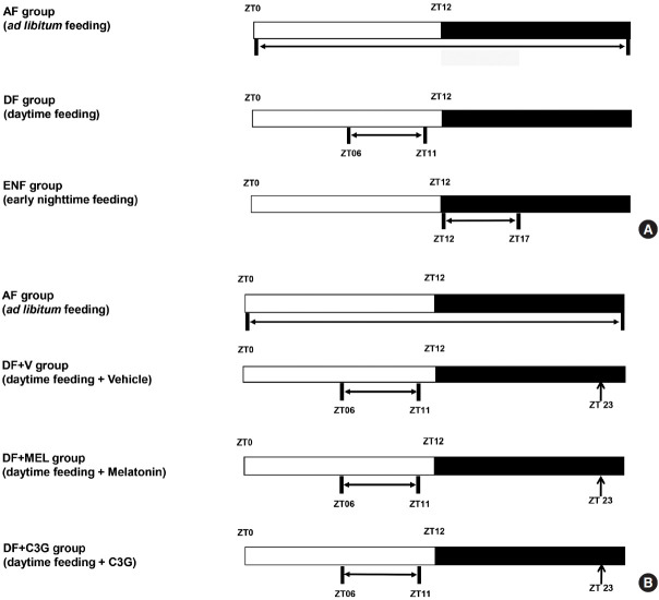 Chronic Mealtime Shift Disturbs Metabolic and Urinary Functions in Mice: Effects of Daily Antioxidant Supplementation.