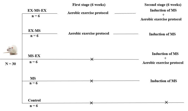 Effects of Aerobic Training on Sex Hormones in A Cuprizone Rat Model of Multiple Sclerosis.