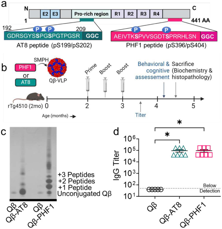 Virus-like particle (VLP)-based vaccine targeting tau phosphorylated at Ser396/Ser404 (PHF1) site outperforms phosphorylated S199/S202 (AT8) site in reducing tau pathology and restoring cognitive deficits in the rTg4510 mouse model of tauopathy.