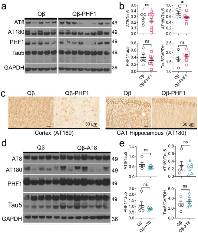 Virus-like particle (VLP)-based vaccine targeting tau phosphorylated at Ser396/Ser404 (PHF1) site outperforms phosphorylated S199/S202 (AT8) site in reducing tau pathology and restoring cognitive deficits in the rTg4510 mouse model of tauopathy.