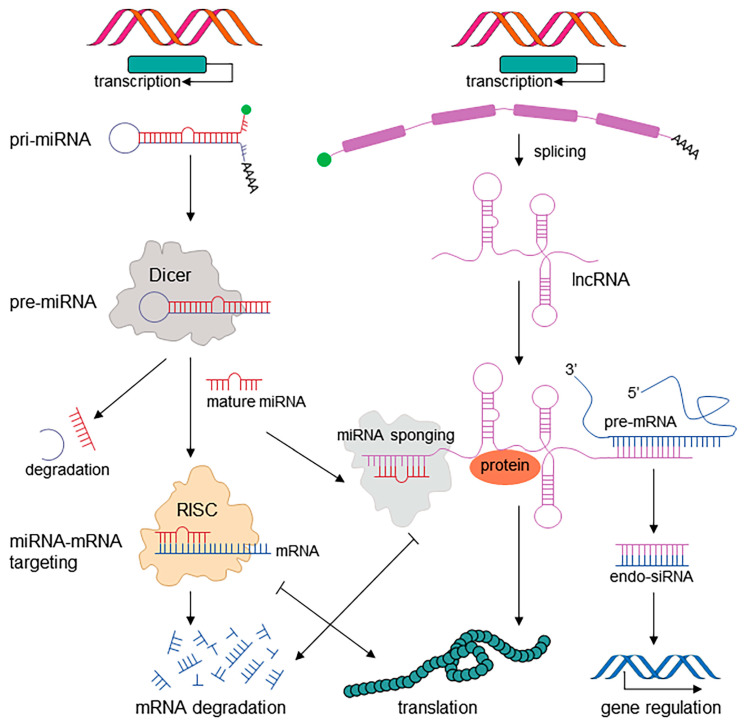 Molecular Mechanisms and Clinical Implications of Noncoding RNAs in Cancer.