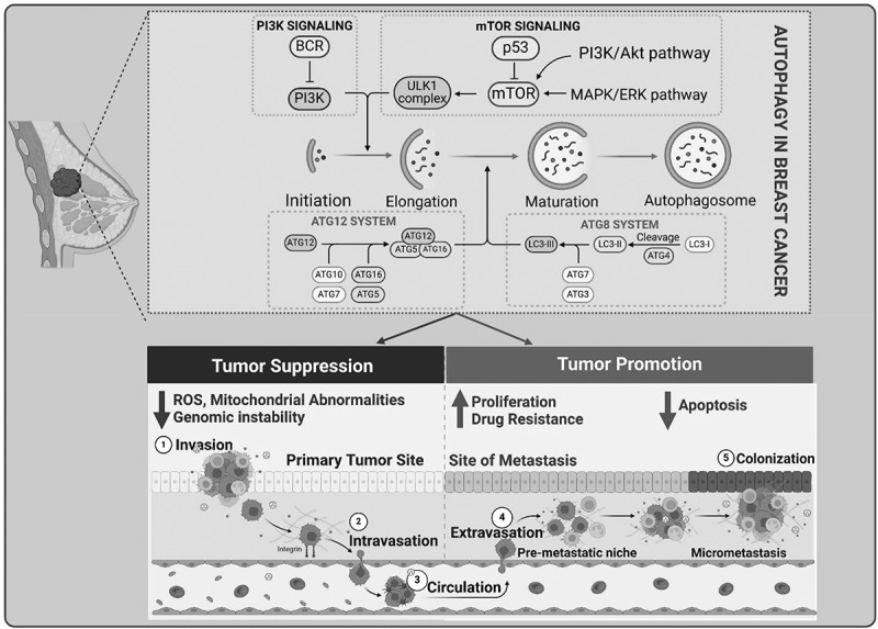 Autophagy as a Therapeutic Target in Breast Tumors: The Cancer stem cell perspective.