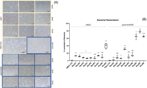 Differential requirement for RecFOR pathway components in Thermus thermophilus