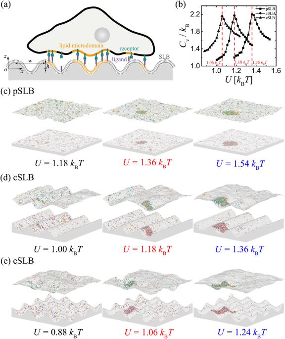 Control of cell membrane receptor condensation by adhesion to supported bilayers with nanoscale topography